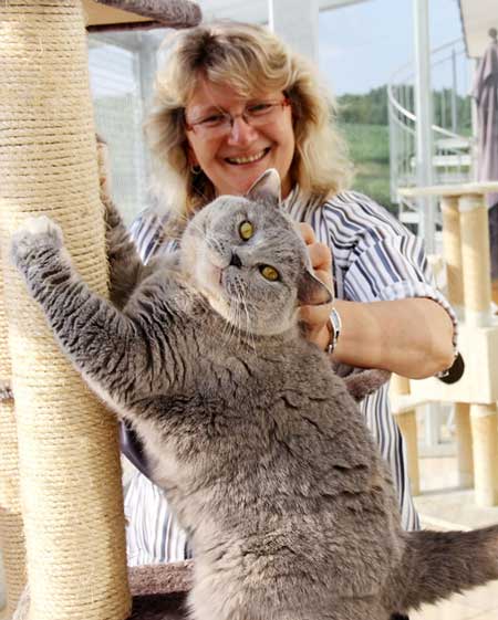 about cats 1