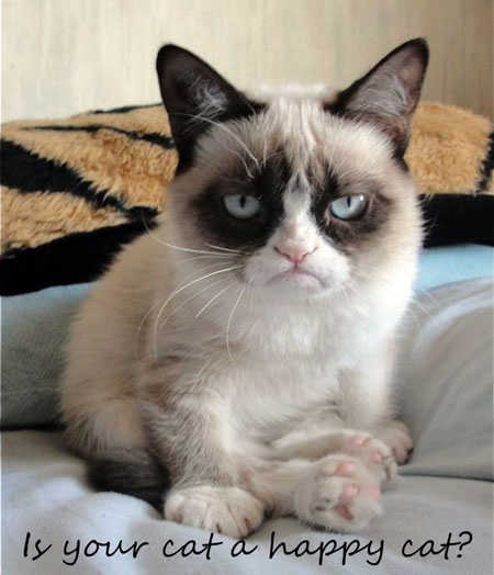 cat-scratching-fleas