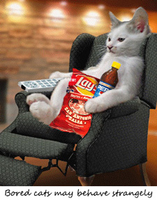 a bored cat 2