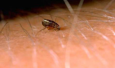 Best Way To Get Rid Of Cat And Dog Fleas Best Way To Get Rid Of Cat And Dog Fleas