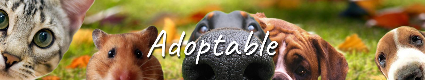 always-adoptable Adoptable - Cats and dogs in need of rehoming