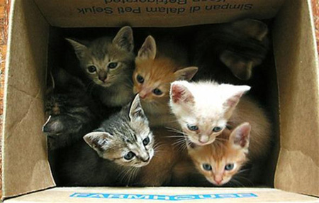 a box of kittens