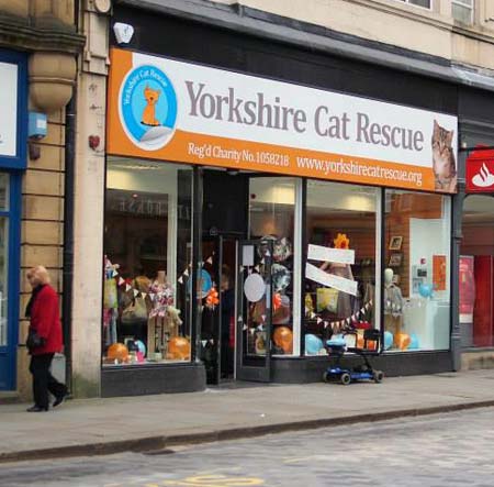 cat rescue groups