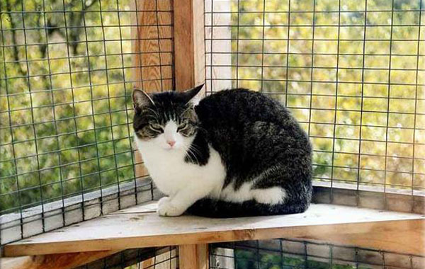 Register a Boarding Cattery