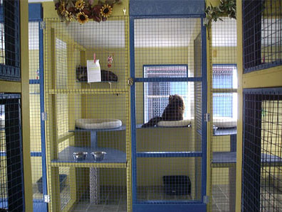 inside an indoor cattery