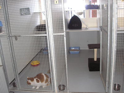 indoor cattery accommodation