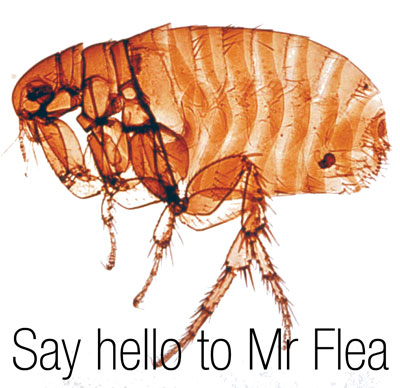 Say hello to Mr flea