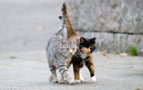 Register a cat rescue or cat welfare group