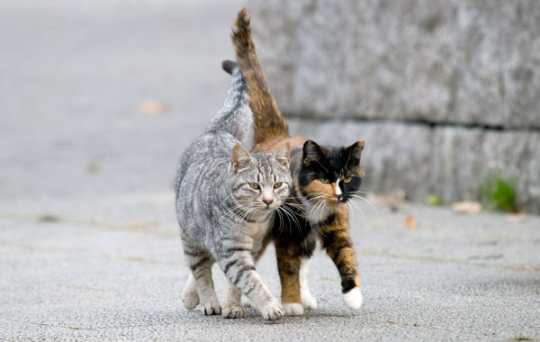 tom cats in the street Register a cat rescue or cat welfare group