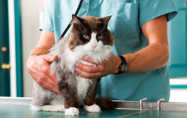 veterinary clinics Register a veretinary practice
