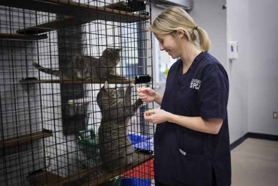 vets2-545 Veterinary websites