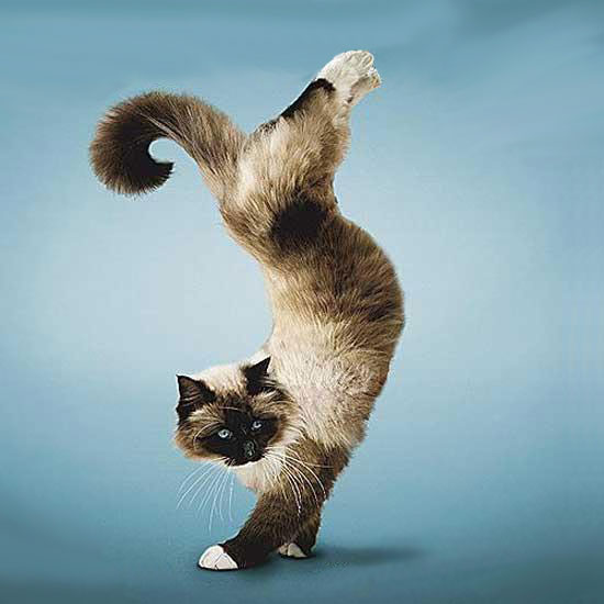 Yoga for cats