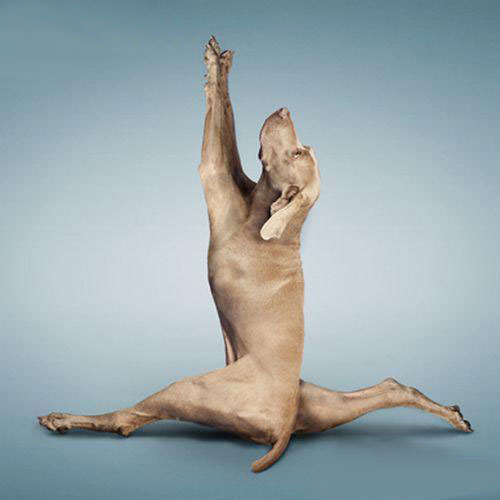 Yoga for pets