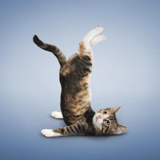Yoga helps cats relax