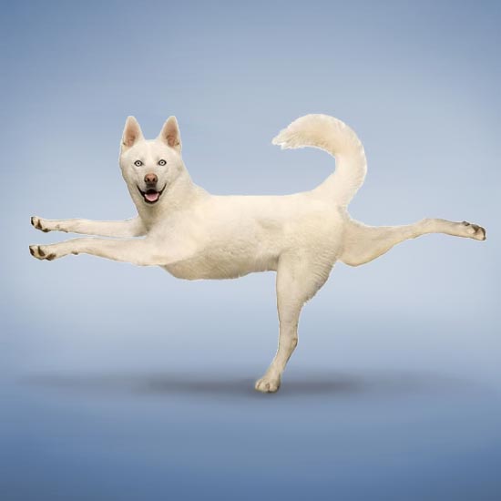 Yoga helps stimulate pets