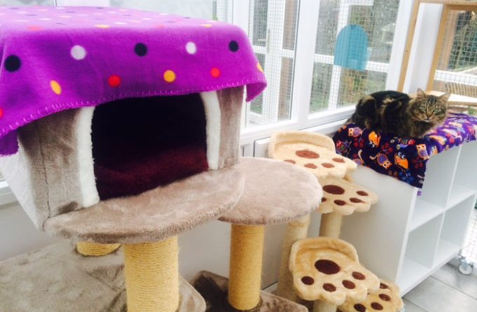 Anastasia's Cat Hotel