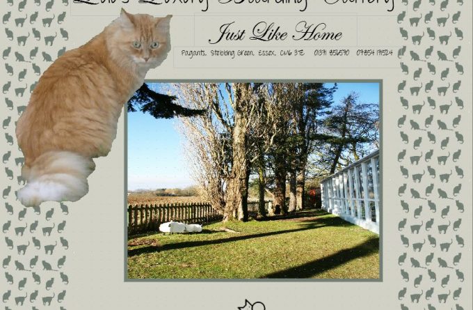 Lulu's Luxury Boarding Cattery