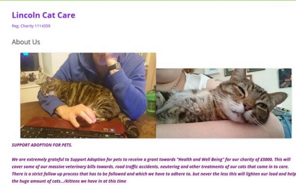 Lincoln Cat Care - Lincoln
