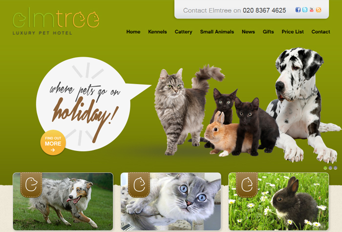 Cat Rescue South West Dorset Cat Rescue South West Dorset
