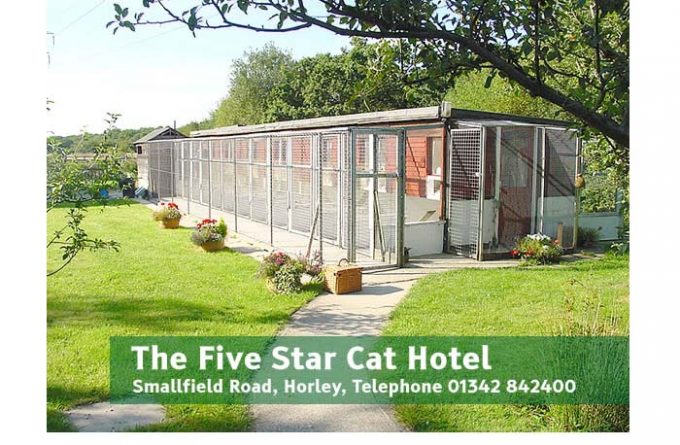 Five Star Cat Hotel