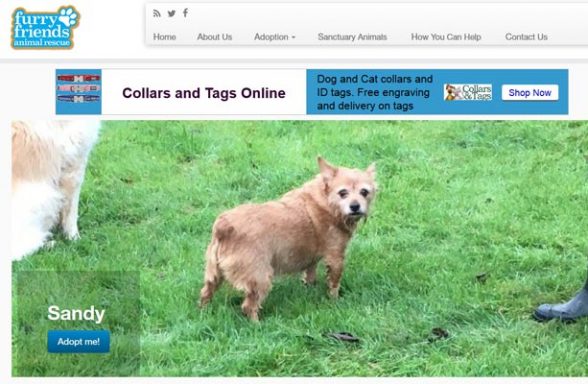 Furry Friends Animal Rescue - Coulsdon