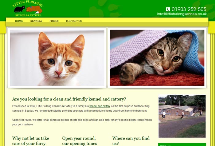 Rescue Cats In West Sussex Rescue Cats In West Sussex