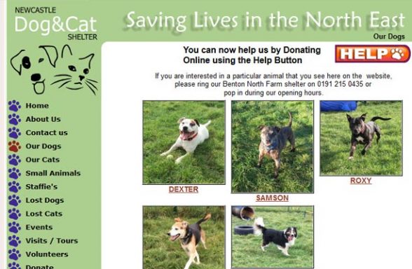Newcastle Dog and Cat Shelter - Newcastle