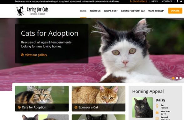 Caring for Cats - Market Weighton